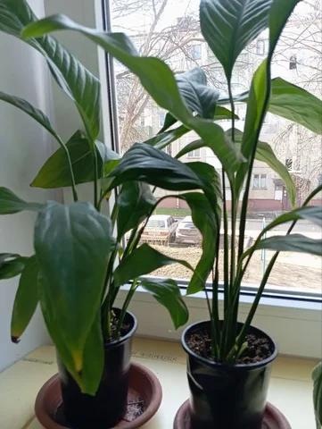 Продам спатифиллум - Растения/рассада в Уфа