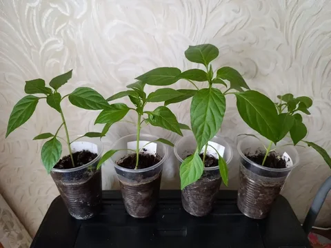 Рассада острого перца - Садоводство в Уфа