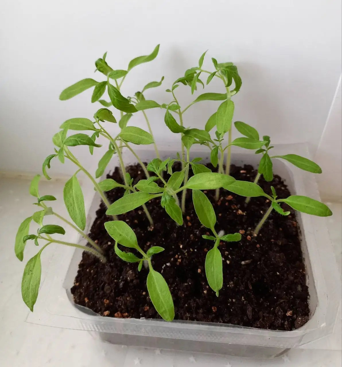 Рассада томата Воловьи уши - Растения/Садоводство (Хобби и отдых) в Уфа