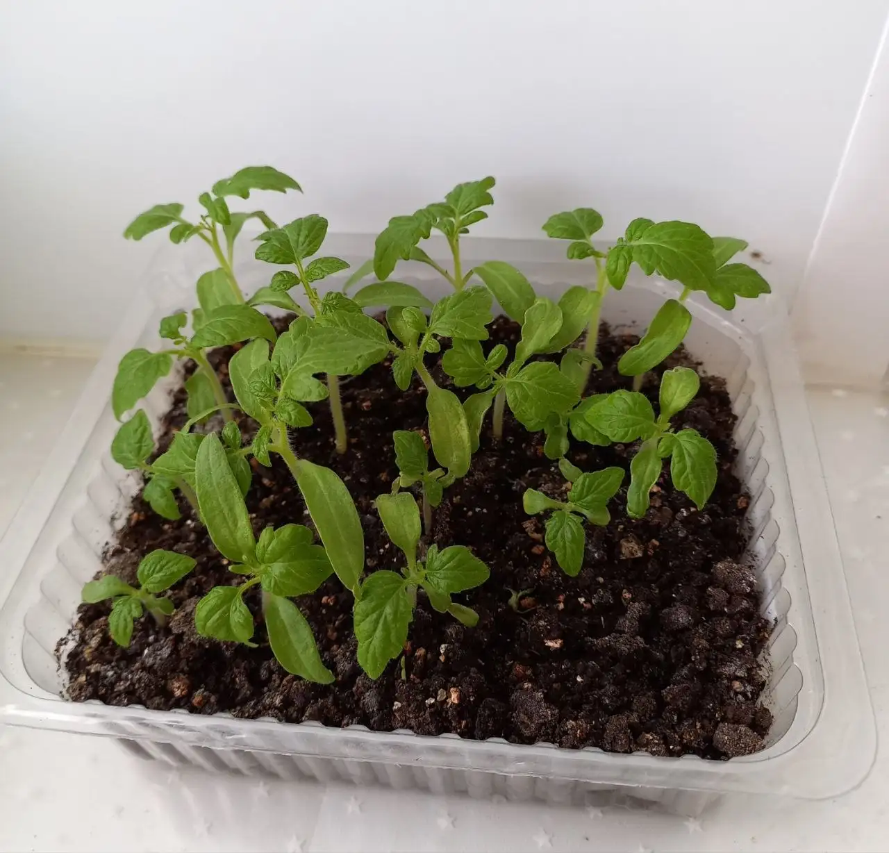 Рассада томатов низкорослых ранних - Растения (Хобби и отдых) в Уфа