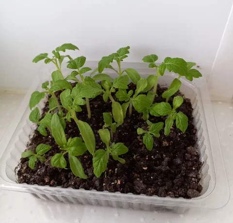 Рассада томатов низкорослых ранних - Садоводство в Уфа