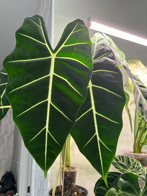 Продажа клубней Алоказий - Садоводство в Уфа