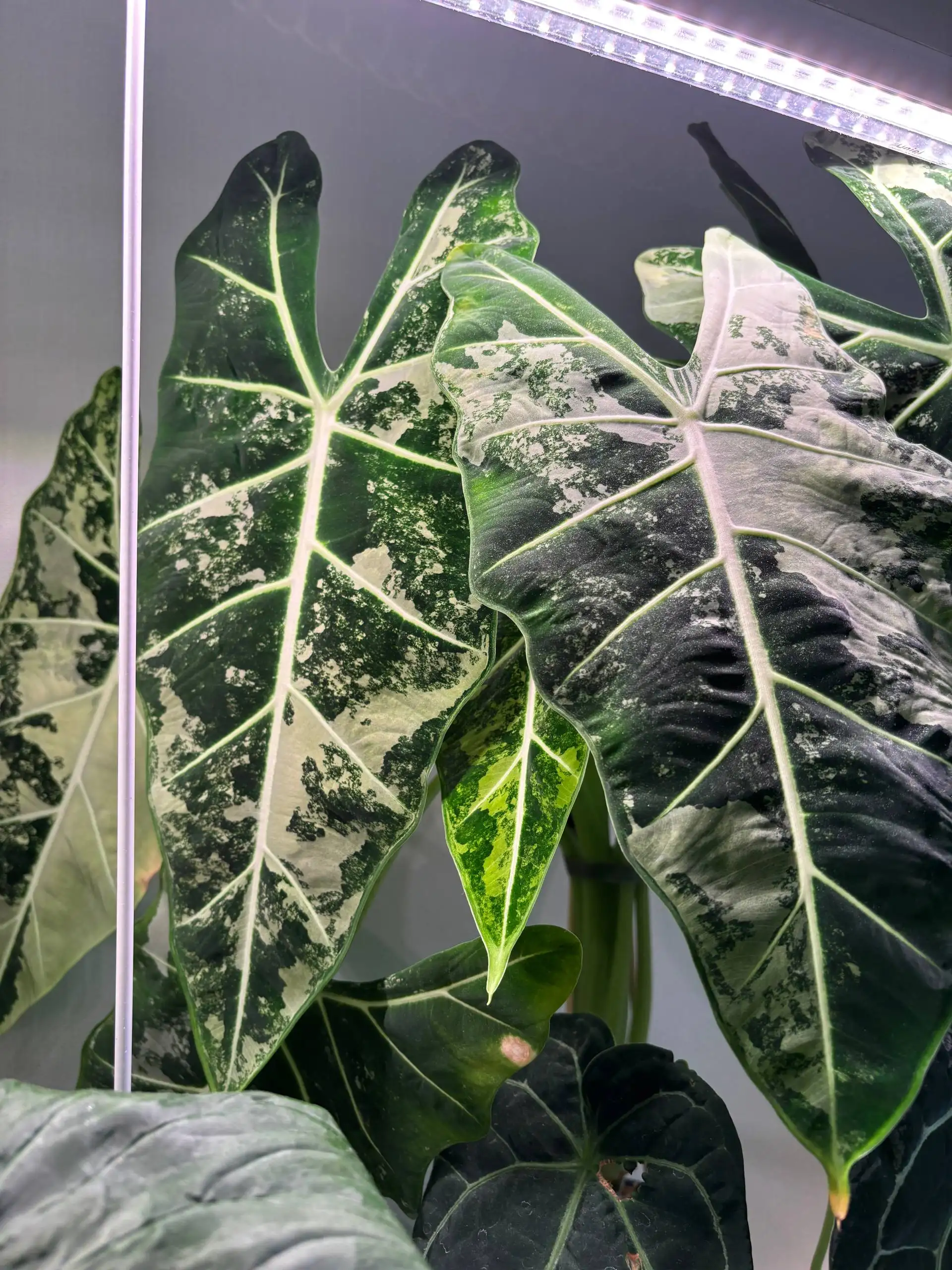 Продажа клубней Алоказий - Растения (Хобби и отдых) в Уфа