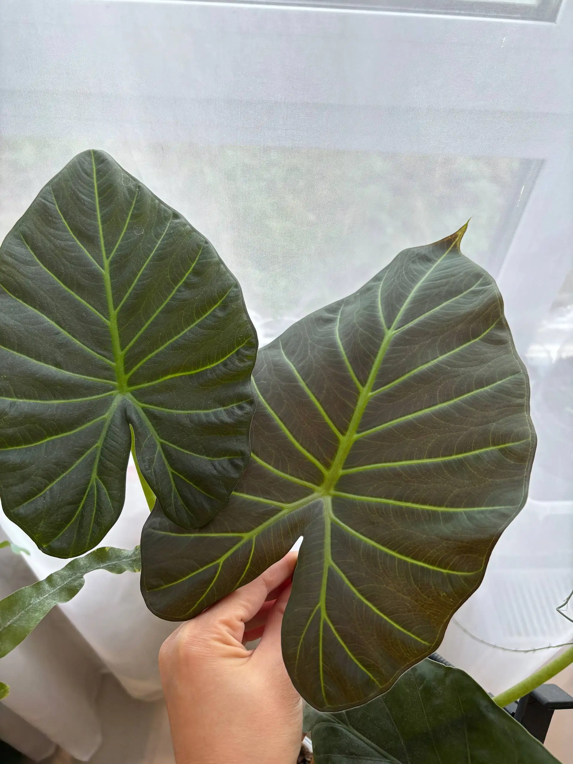 Продажа клубней Алоказий - Растения (Хобби и отдых) в Уфа