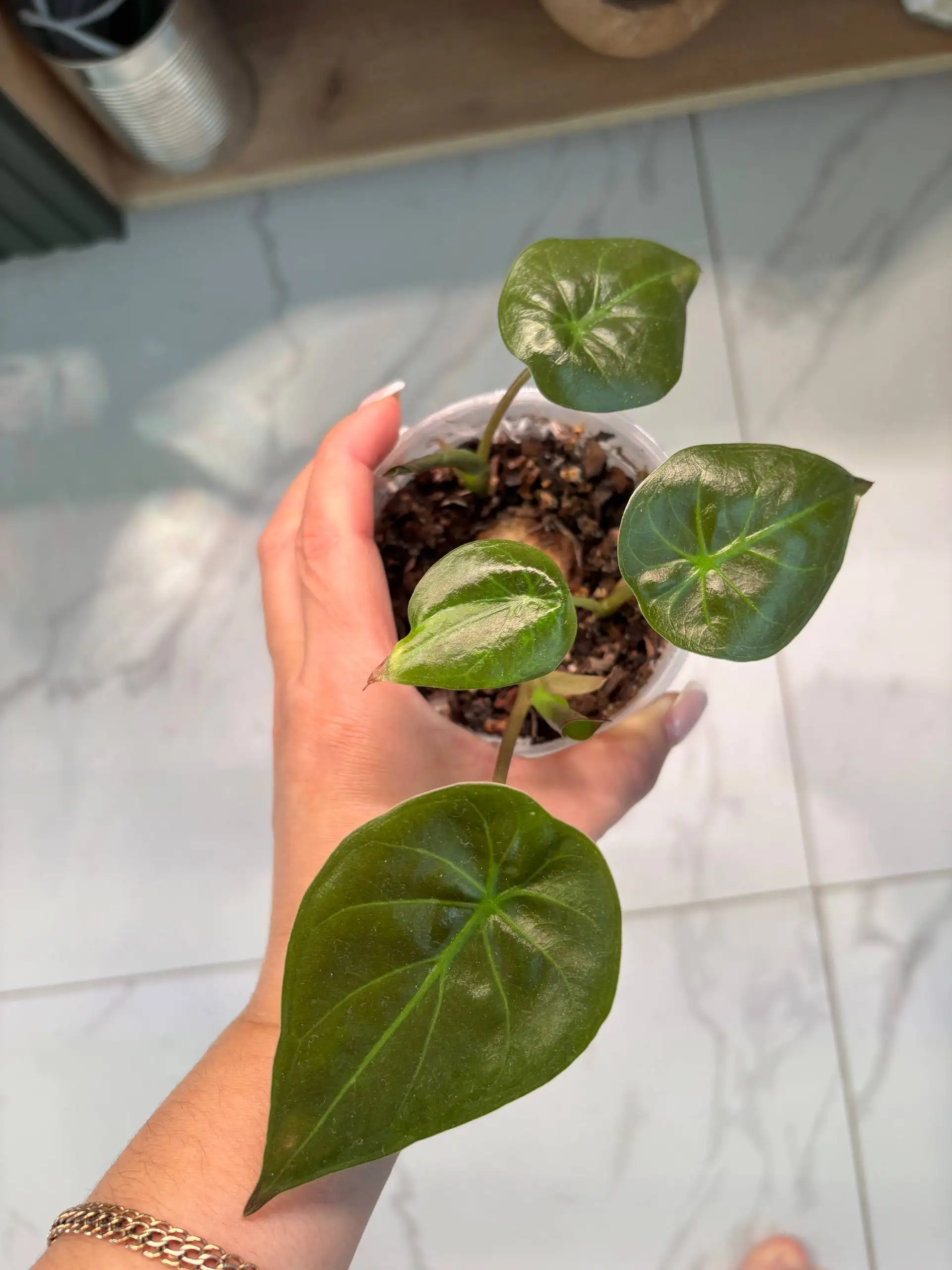 Продажа клубней Алоказий - Растения (Хобби и отдых) в Уфа