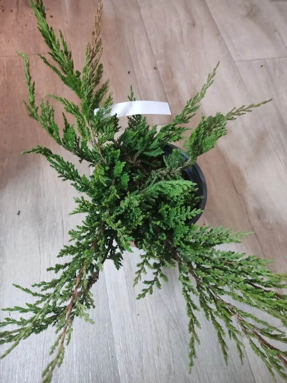 Можжевельник Принц Уэльский в горшке 2 л - Растения (Хобби и отдых) в Уфа