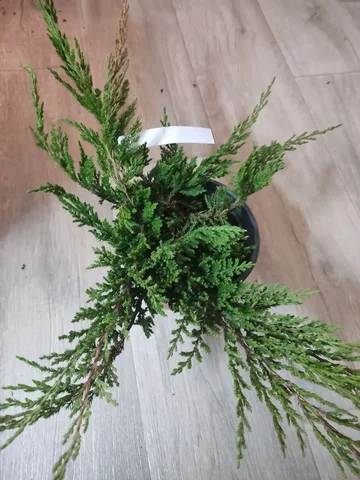 Можжевельник Принц Уэльский в горшке 2 л - Садоводство в Уфа