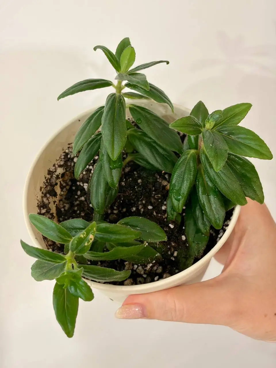 Комнатные растения в пластиковых горшках 0,7 л - Комнатные растения (Хобби и отдых) в Уфа