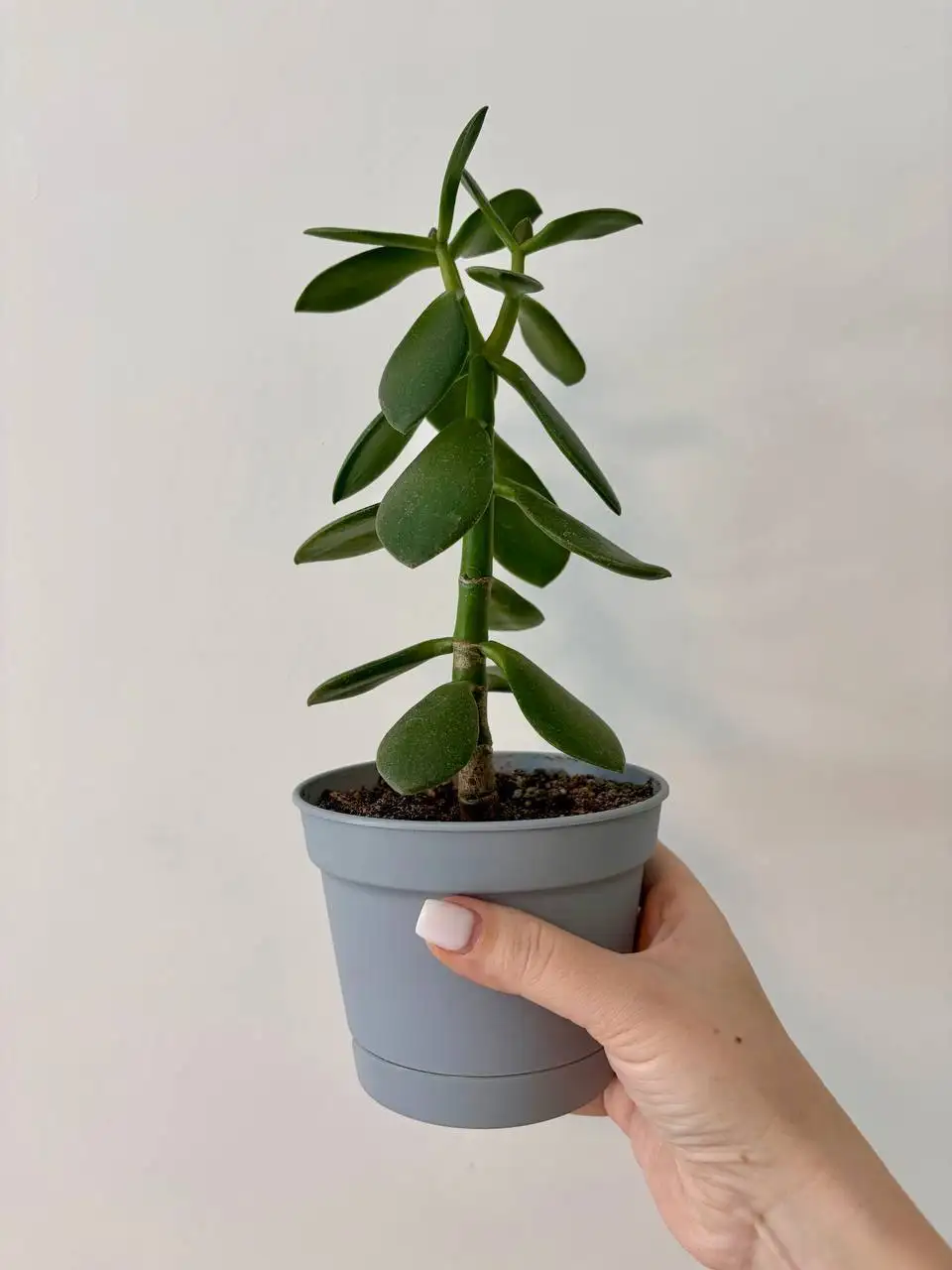 Комнатные растения в пластиковых горшках 0,7 л - Комнатные растения (Хобби и отдых) в Уфа