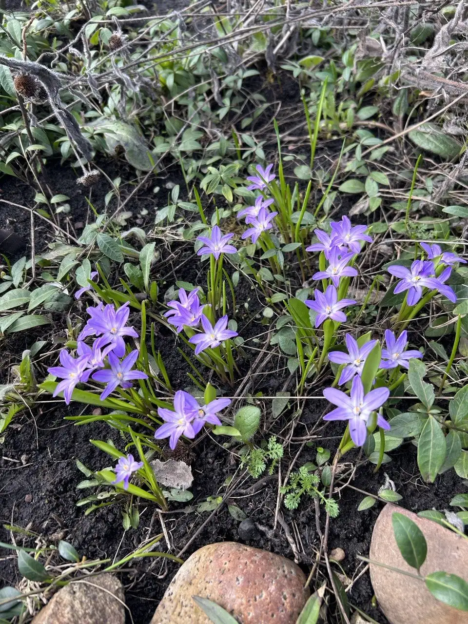 Хионодокса первоцвет луковичка - Растения (Хобби и отдых) в Уфа