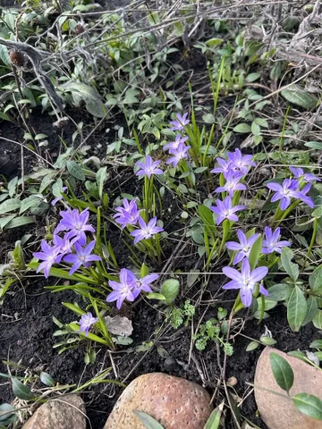 Хионодокса первоцвет луковичка - Садоводство в Уфа