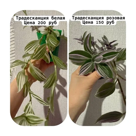 Доставка растений до ПВЗ проспект Октября 14 - Садоводство в Уфа