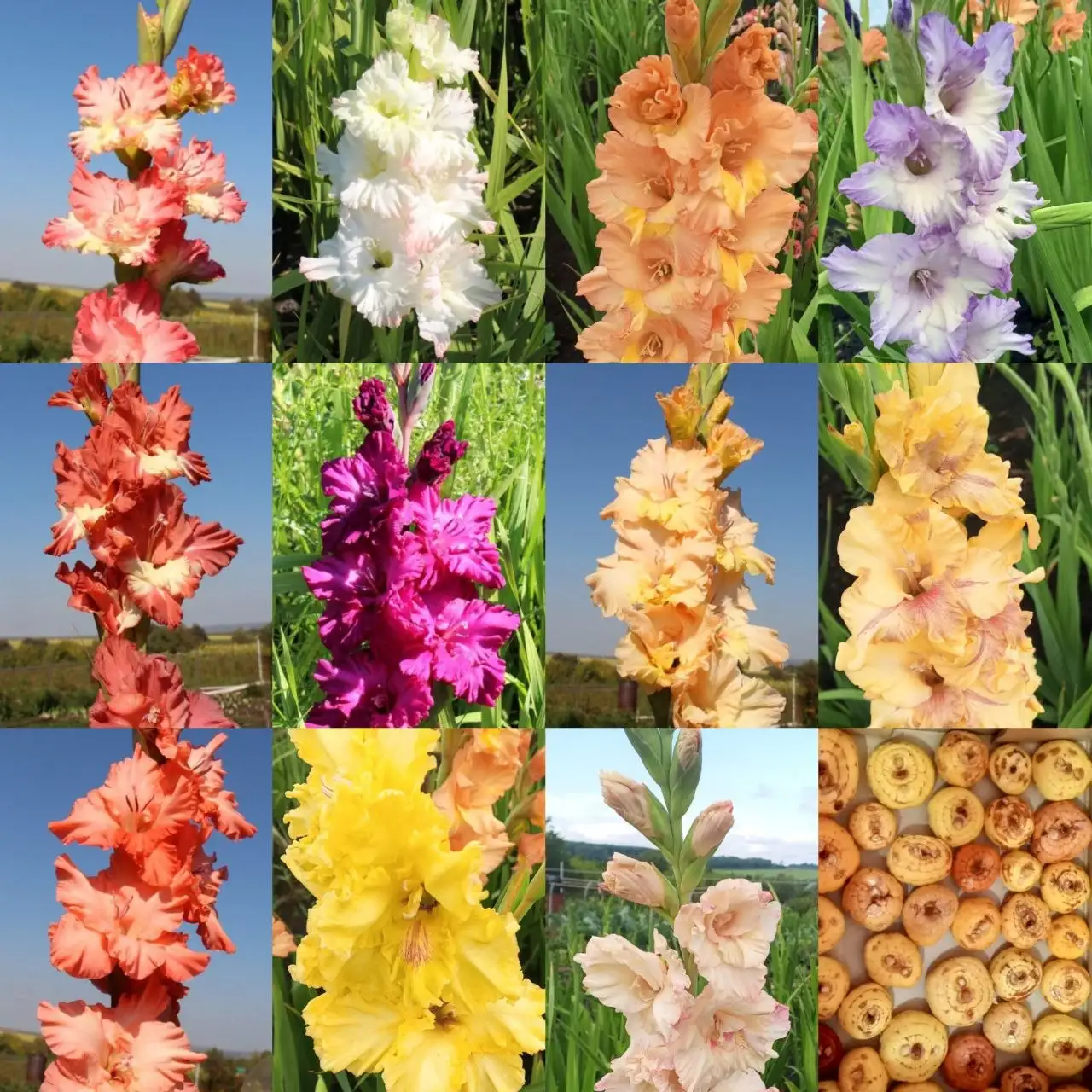 Луковицы гладиолусов 10 штук - Растения (Хобби и отдых) в Уфа