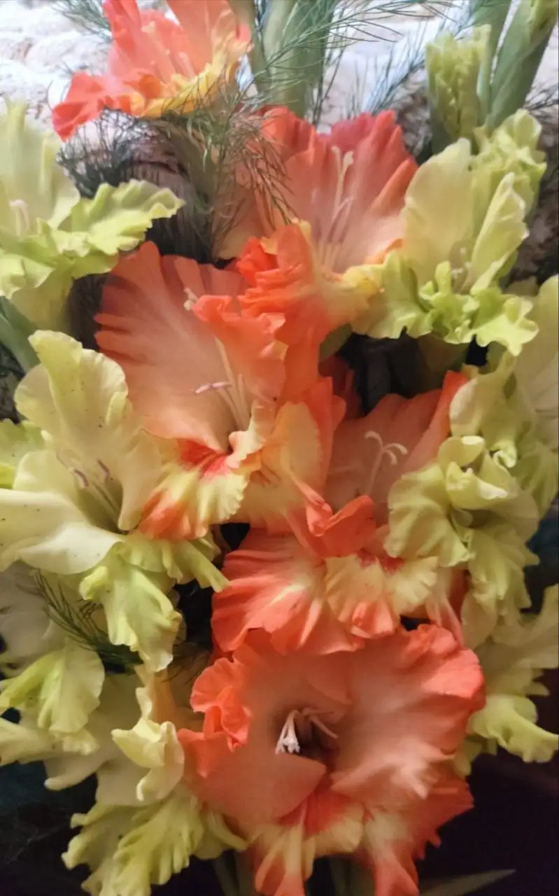 Луковицы гладиолусов 10 штук - Растения (Хобби и отдых) в Уфа