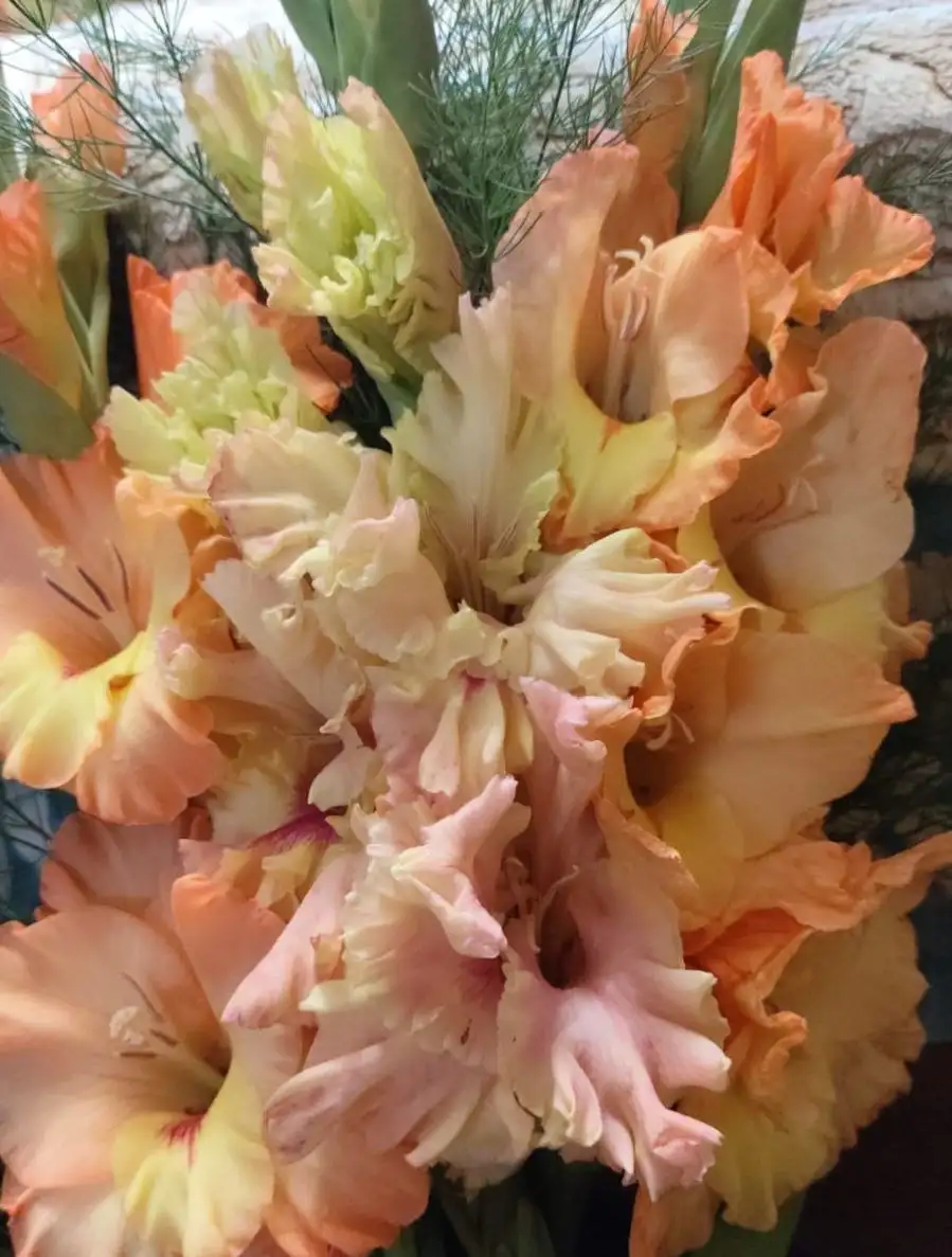 Луковицы гладиолусов 10 штук - Растения (Хобби и отдых) в Уфа