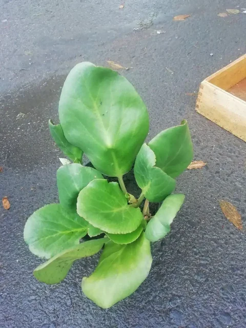 Продажа растений Бадан и каменная роза в Уфе - Садоводство в Уфа