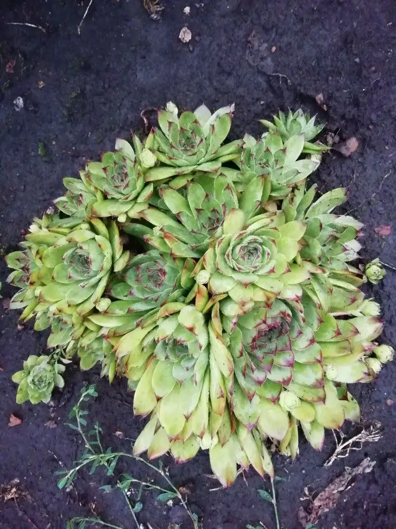 Продажа растений Бадан и каменная роза в Уфе - Растения (Хобби и отдых) в Уфа