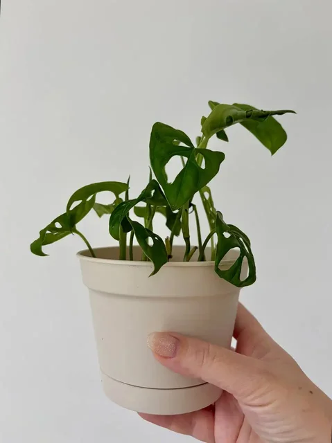 Монстера адансона в горшке 0,7 л - Садоводство в Уфа