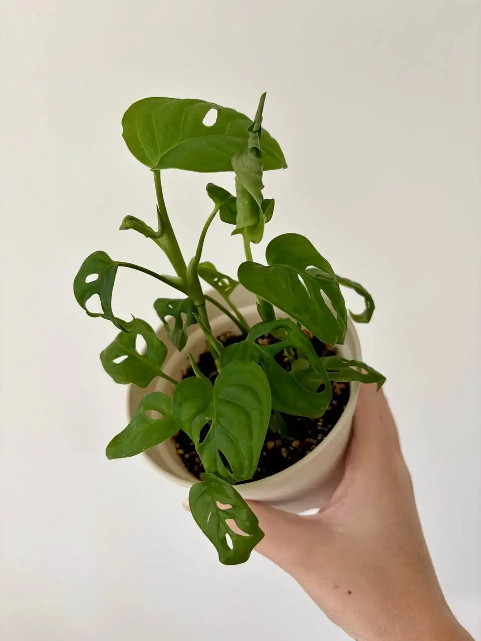 Монстера адансона в горшке 0,7 л - Растения (Хобби и отдых) в Уфа