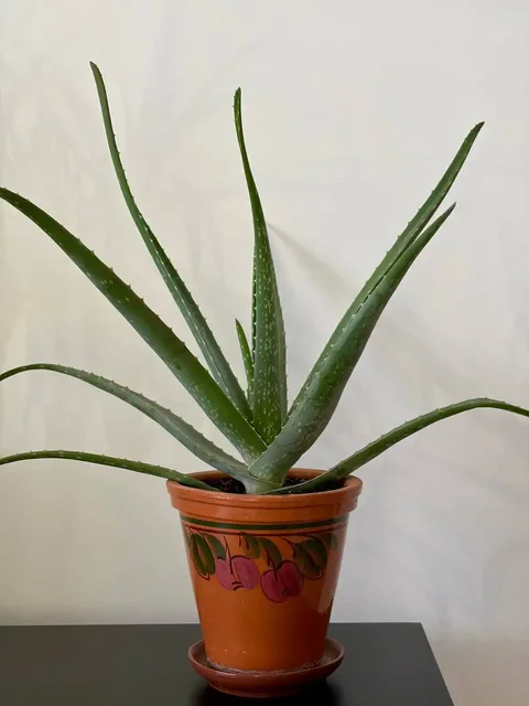 Алоэ вера в керамическом горшке 1,5 л - Садоводство в Уфа
