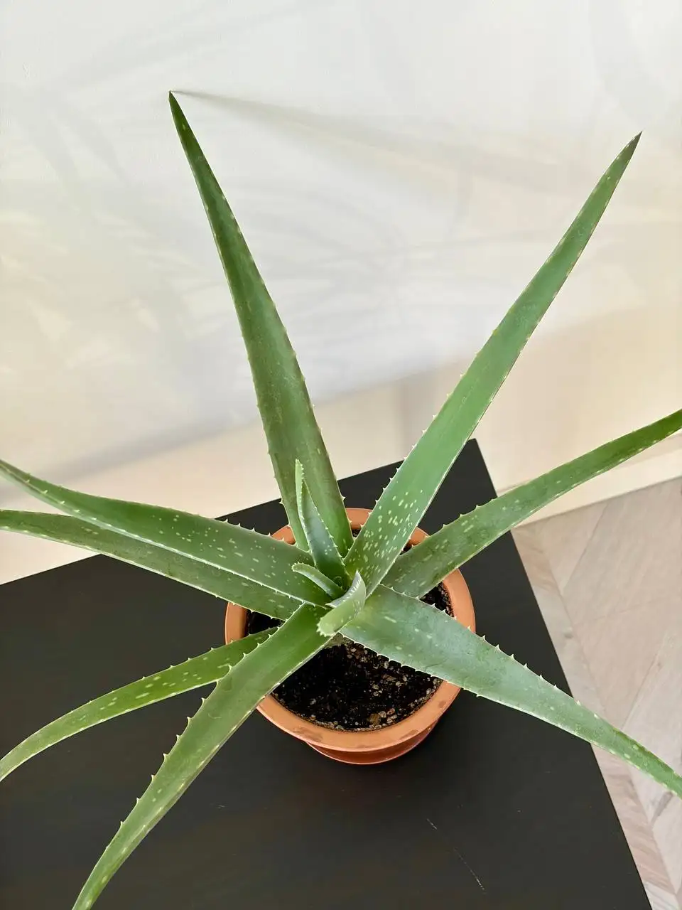 Алоэ вера в керамическом горшке 1,5 л - Растения (Хобби и отдых) в Уфа