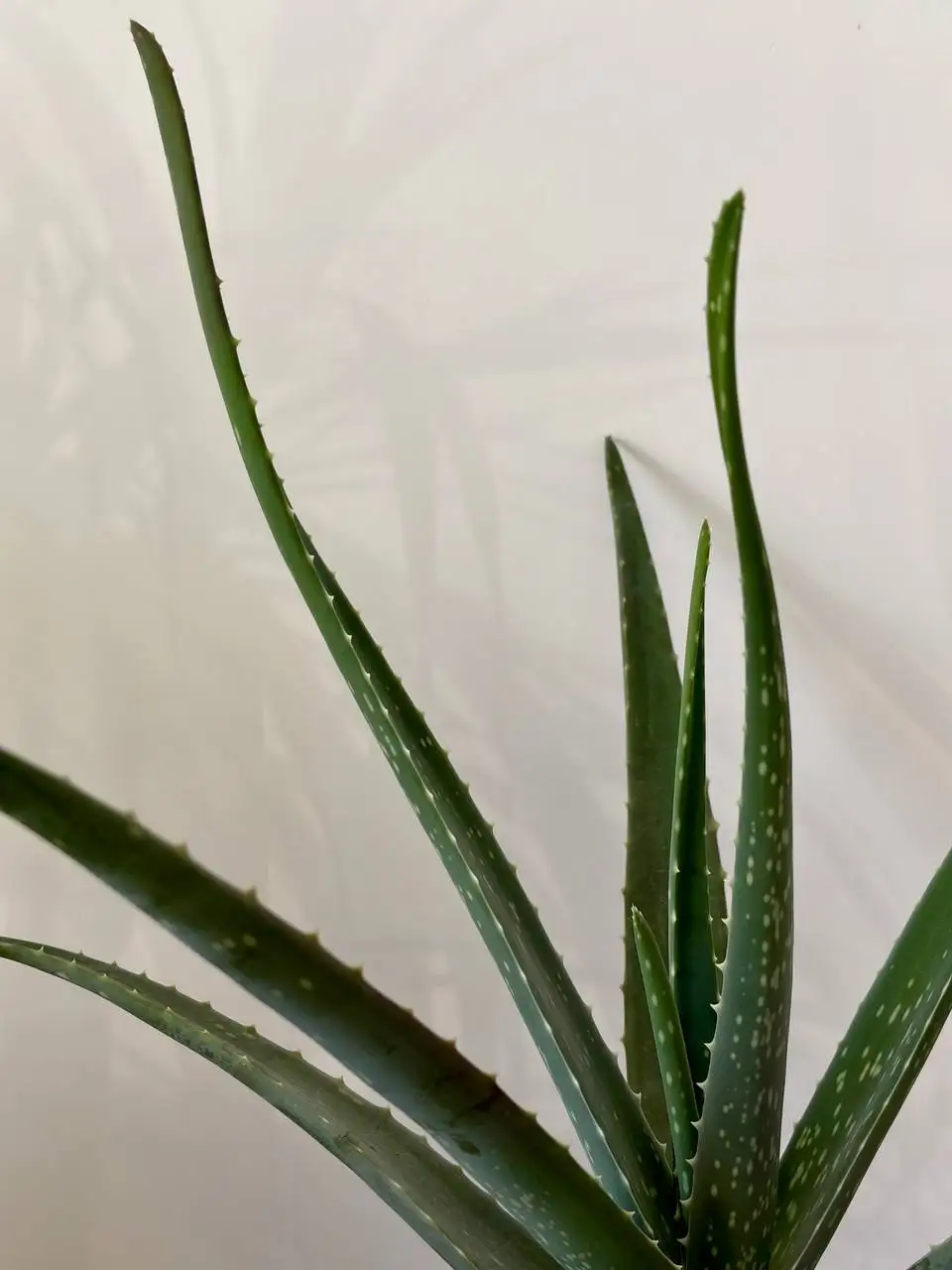 Алоэ вера в керамическом горшке 1,5 л - Растения (Хобби и отдых) в Уфа