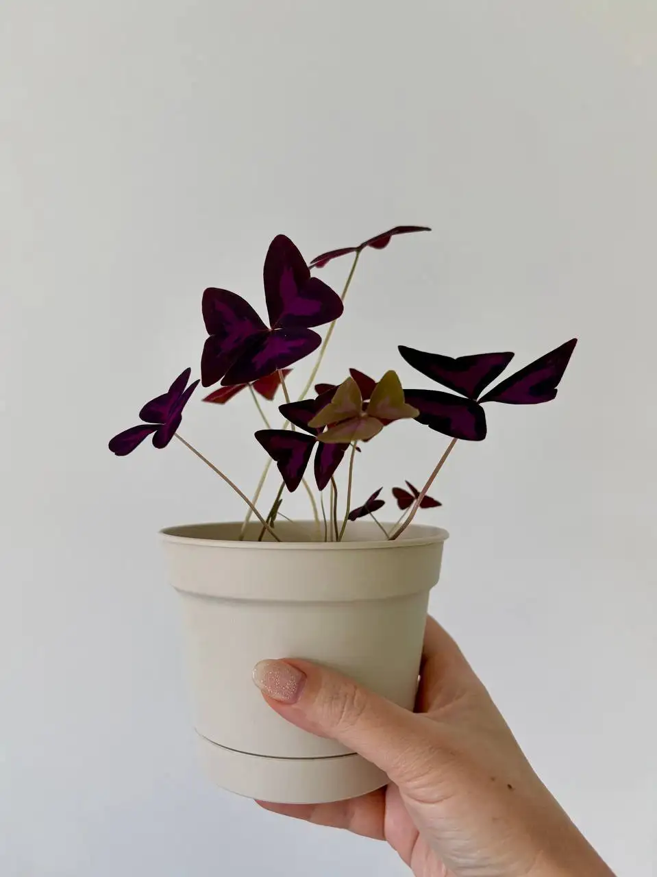 Пластиковый горшок 0,7 л Баттерфляй - Растения и сад (Для дома и дачи) в Уфа