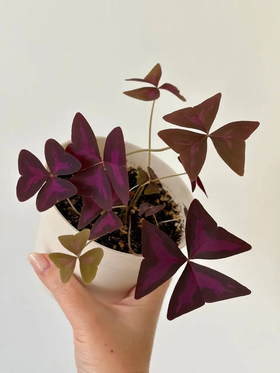 Пластиковый горшок 0,7 л Баттерфляй - Растения и сад (Для дома и дачи) в Уфа