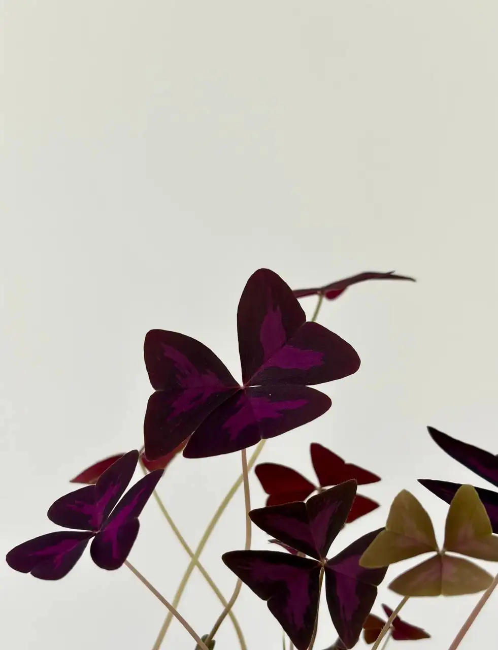 Пластиковый горшок 0,7 л Баттерфляй - Растения и сад (Для дома и дачи) в Уфа