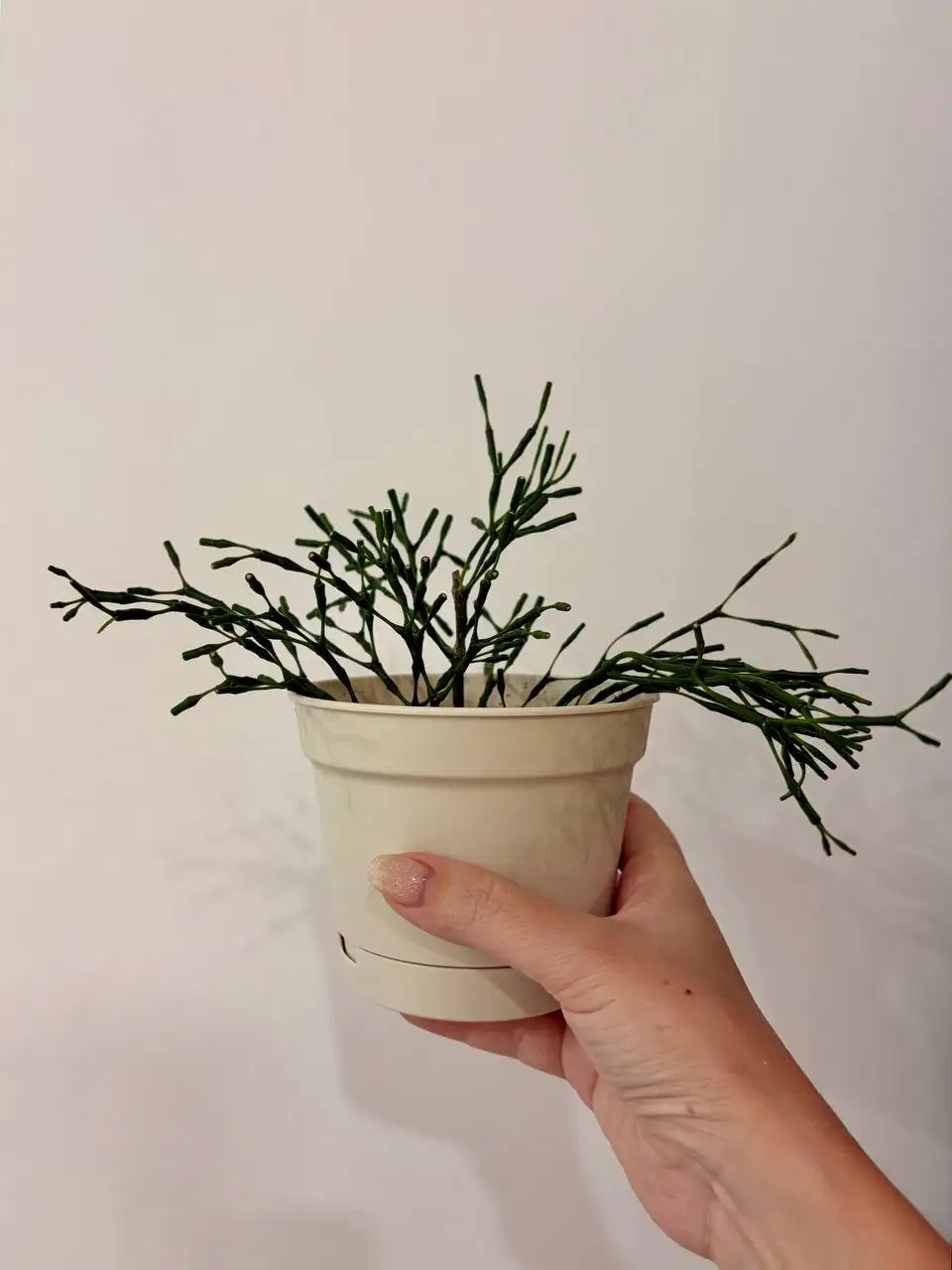 Хатиора в горшке 0,7 л - Растения (Хобби и отдых) в Уфа