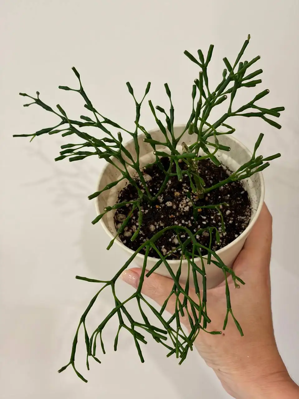 Хатиора в горшке 0,7 л - Растения (Хобби и отдых) в Уфа