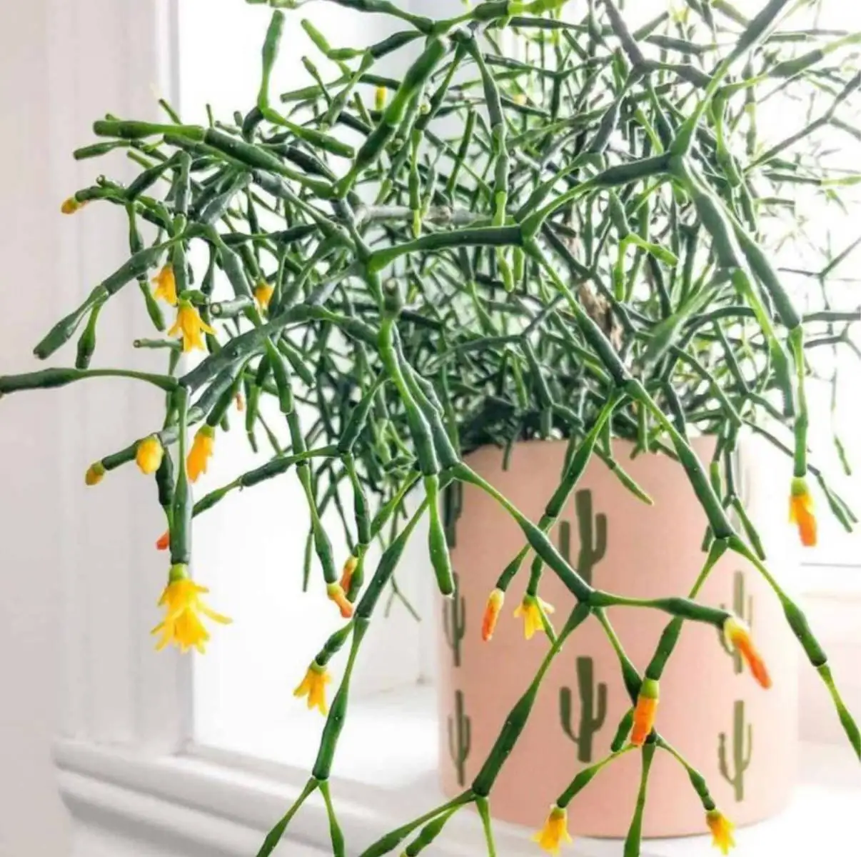 Хатиора в горшке 0,7 л - Растения (Хобби и отдых) в Уфа