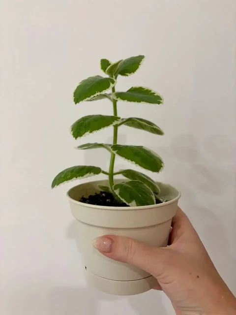 Плектрантус душистый вариегатный в горшке - Садоводство в Уфа