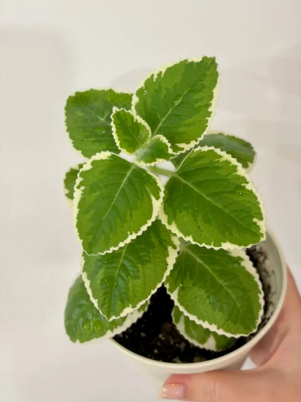 Плектрантус душистый вариегатный в горшке - Растения (Хобби и отдых) в Уфа