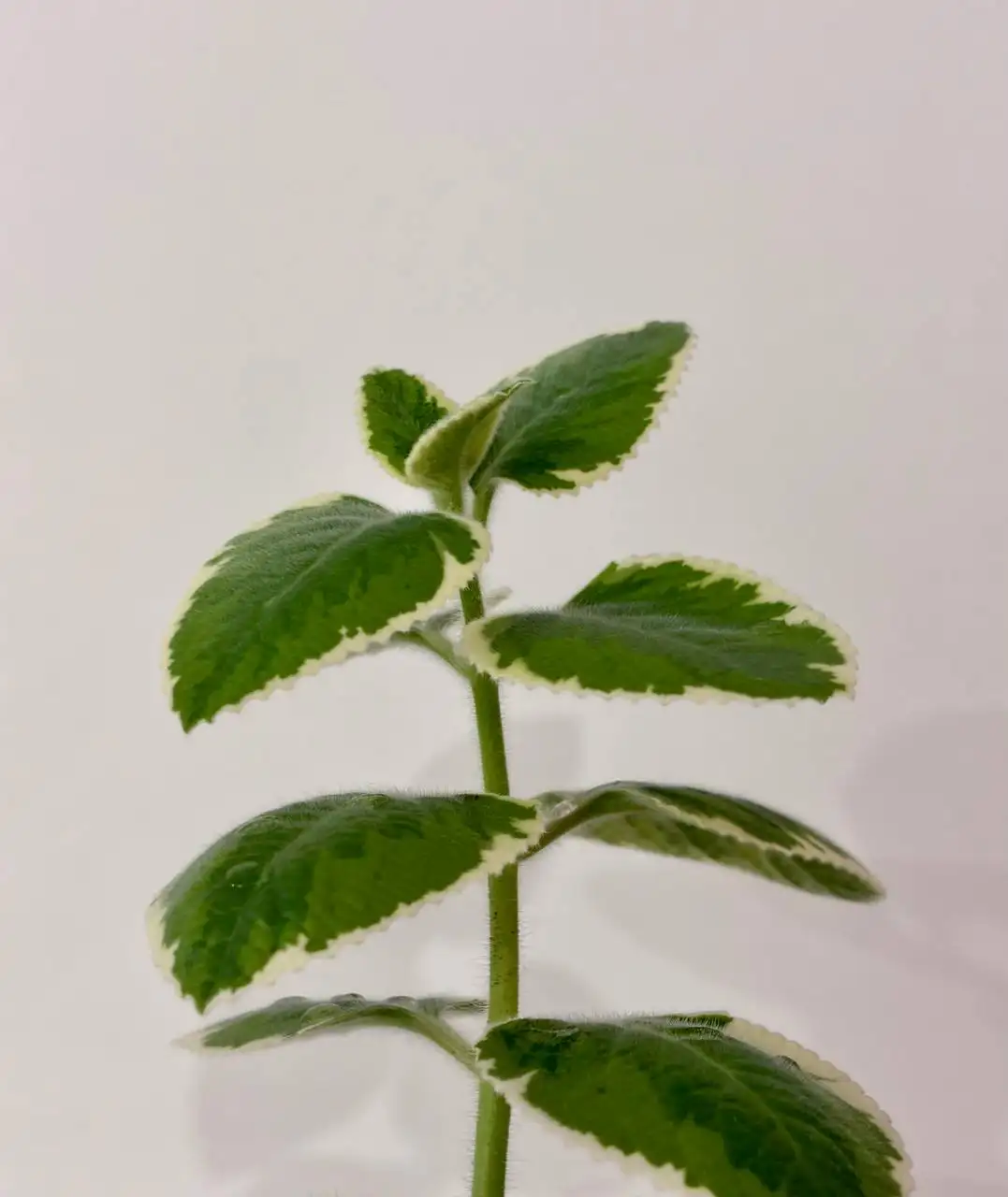 Плектрантус душистый вариегатный в горшке - Растения (Хобби и отдых) в Уфа