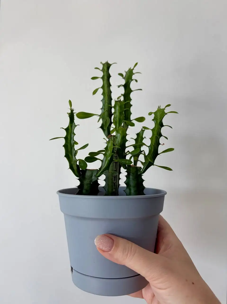 Молочай трехгранный, 3 растения в пластиковом горшке 0,7 л - Растения (Хобби и отдых) в Уфа