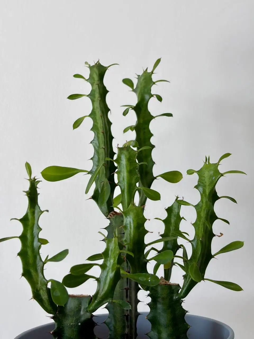 Молочай трехгранный, 3 растения в пластиковом горшке 0,7 л - Растения (Хобби и отдых) в Уфа