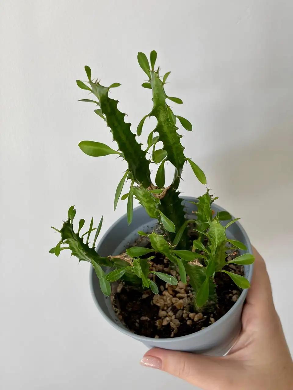 Молочай трехгранный, 3 растения в пластиковом горшке 0,7 л - Растения (Хобби и отдых) в Уфа