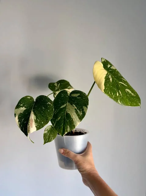 Монстера Тайское созвездие в двойном горшке - Садоводство в Уфа