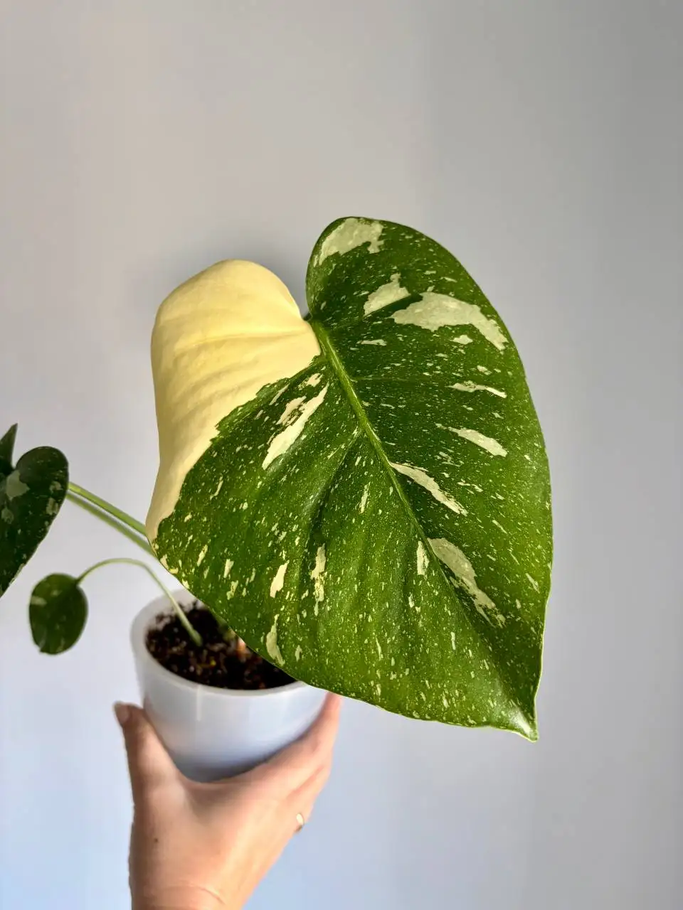 Монстера Тайское созвездие в двойном горшке - Растения (Хобби и отдых) в Уфа