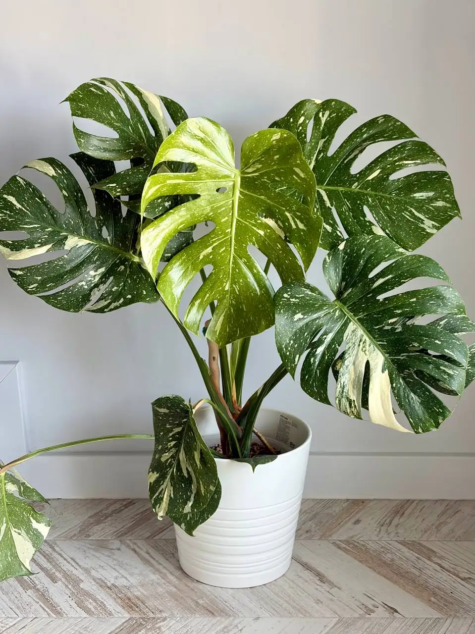 Монстера Тайское созвездие в двойном горшке - Растения (Хобби и отдых) в Уфа
