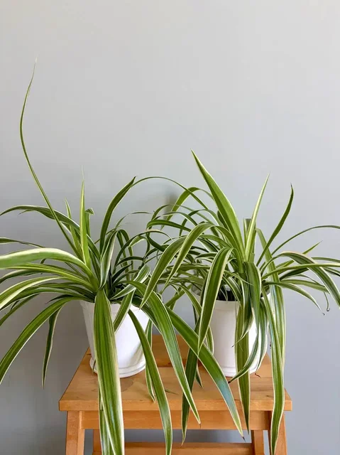 Хлорофитум в пластиковом горшке 1,5 л - Садоводство в Уфа