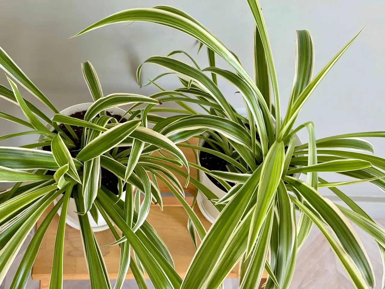 Хлорофитум в пластиковом горшке 1,5 л - Растения (Хобби и отдых) в Уфа