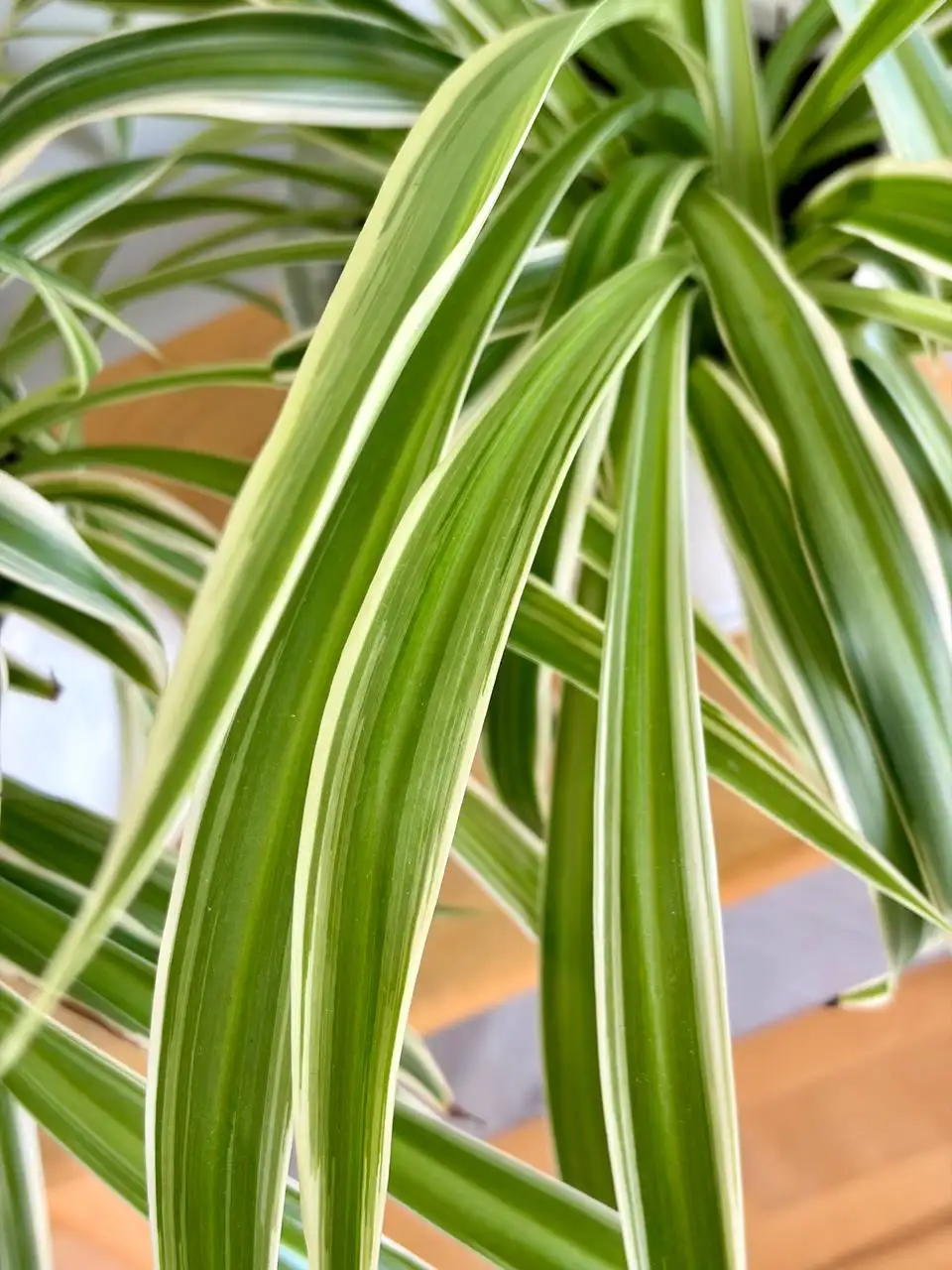 Хлорофитум в пластиковом горшке 1,5 л - Растения (Хобби и отдых) в Уфа