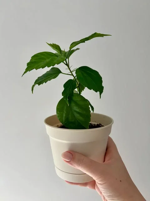 Гибискус махровый красный черенок - Садоводство в Уфа