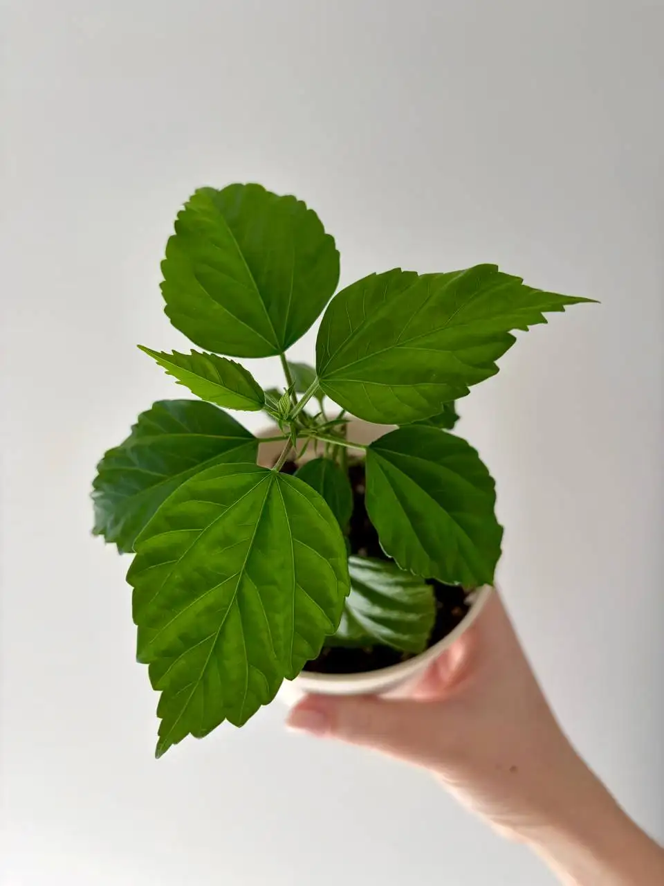 Гибискус махровый красный черенок - Растения (Хобби и отдых) в Уфа