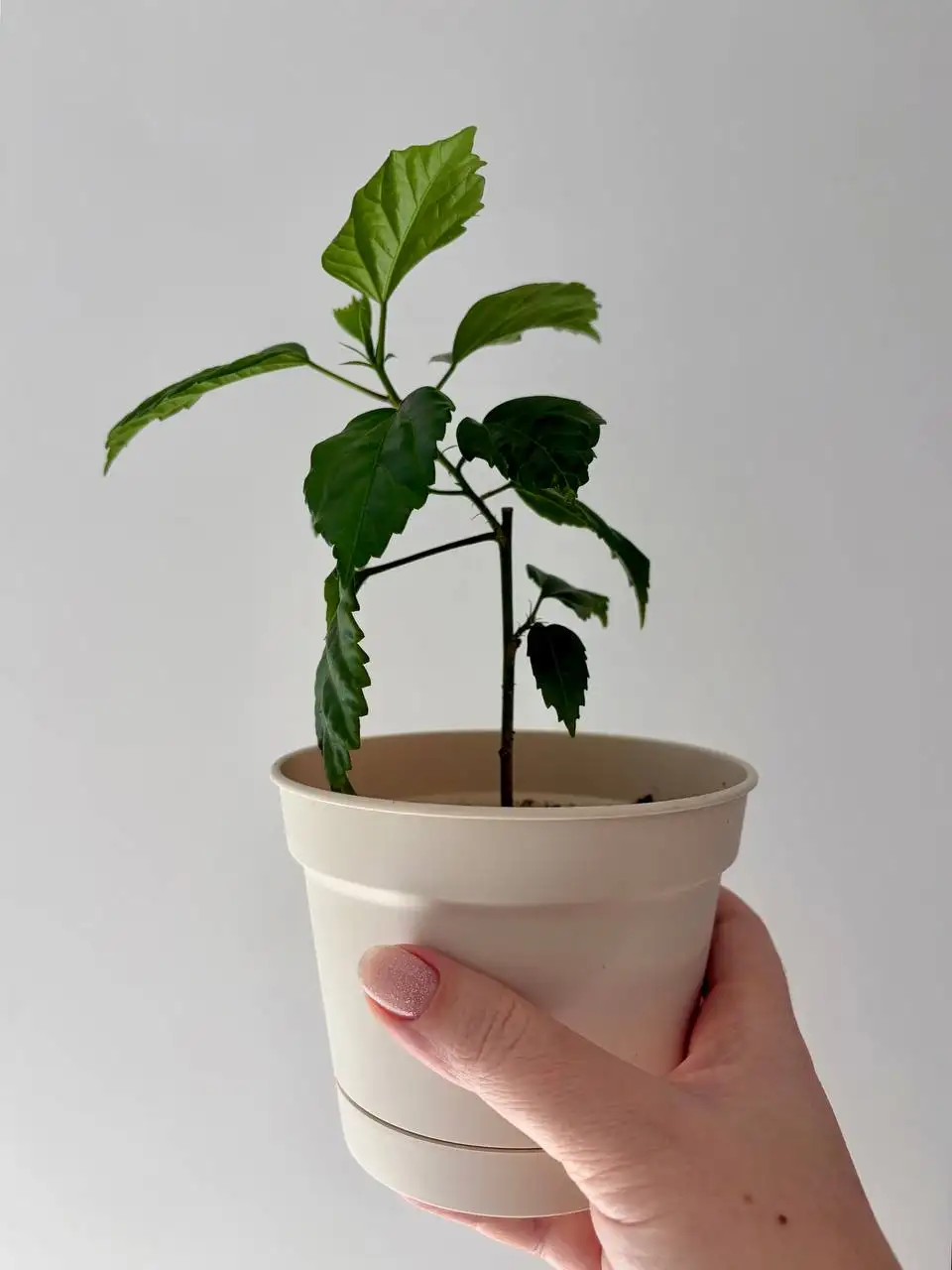 Гибискус махровый красный черенок - Растения (Хобби и отдых) в Уфа