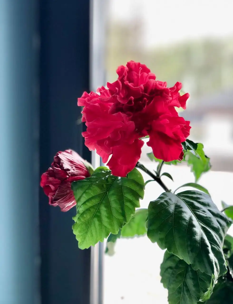 Гибискус махровый красный черенок - Растения (Хобби и отдых) в Уфа