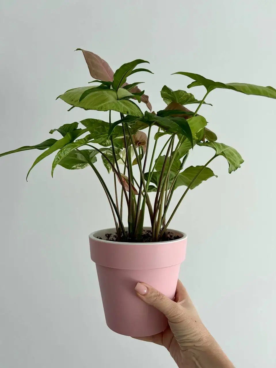 Сингониумы в горшках 1,5 л - Растения (Хобби и отдых) в Уфа