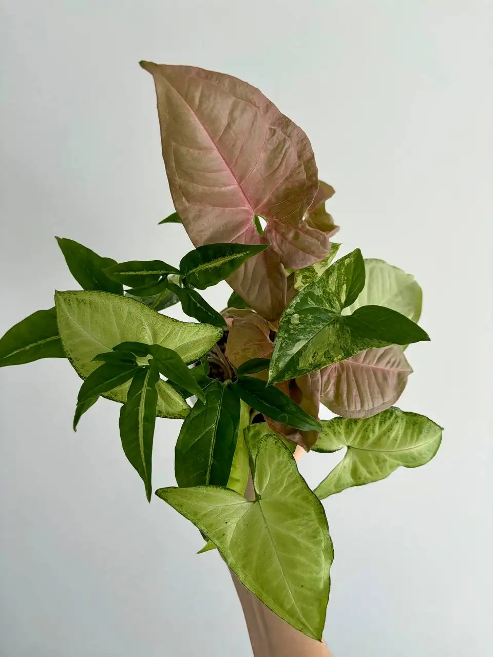 Сингониумы в горшках 1,5 л - Растения (Хобби и отдых) в Уфа